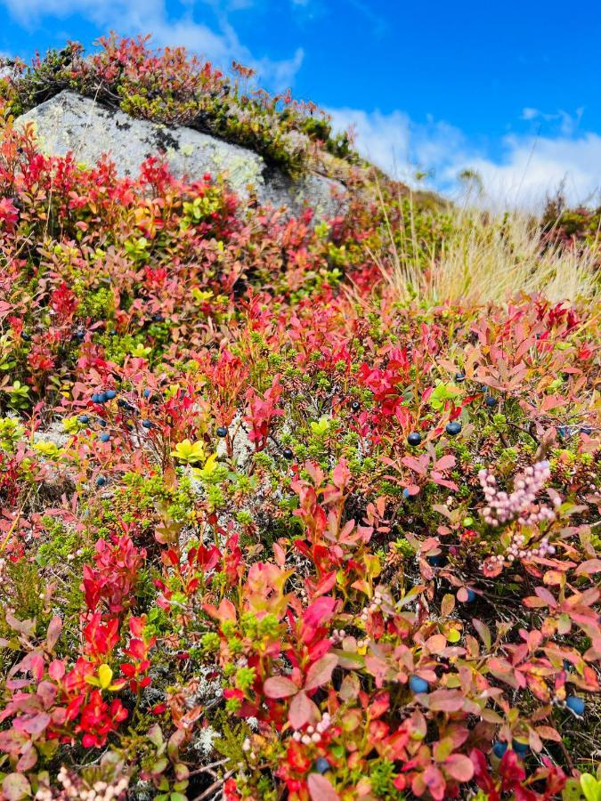 Flott Leilighet Pa Haugen I Sirdal Tjorhom المظهر الخارجي الصورة
