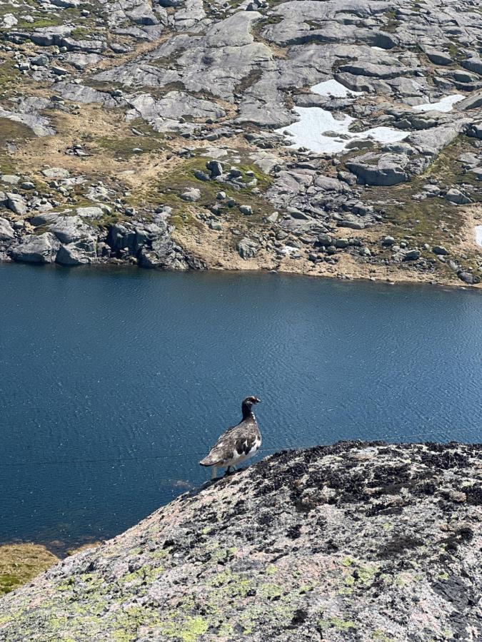 Flott Leilighet Pa Haugen I Sirdal Tjorhom المظهر الخارجي الصورة